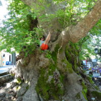 Karolina in a tree