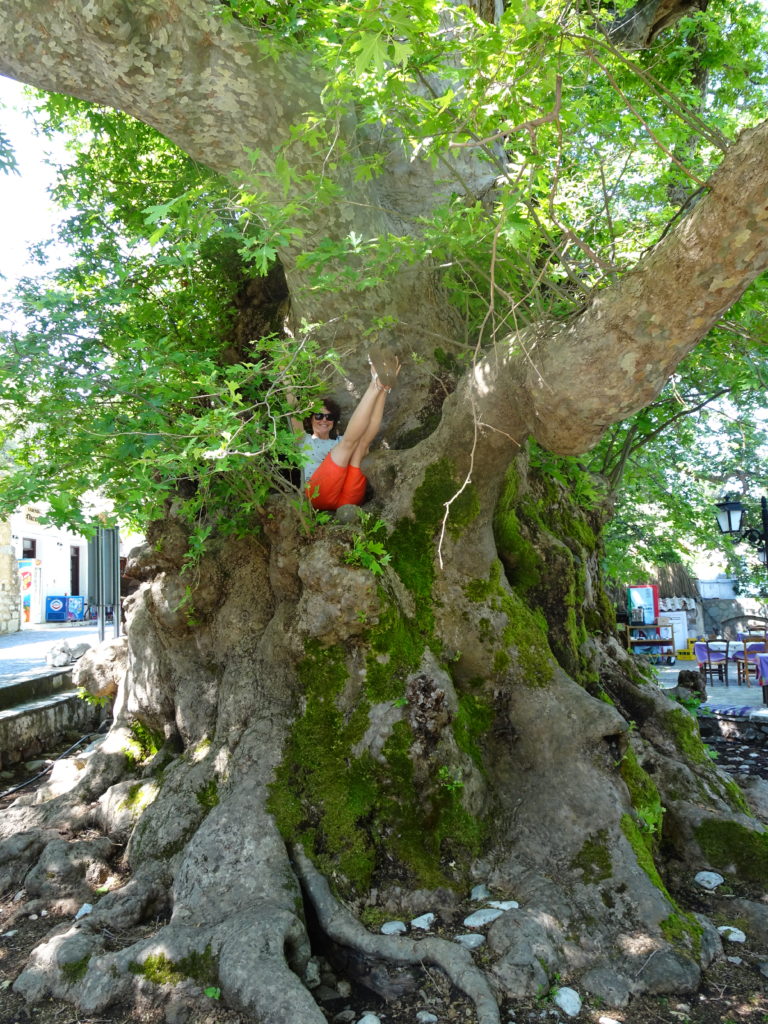Karolina in a tree