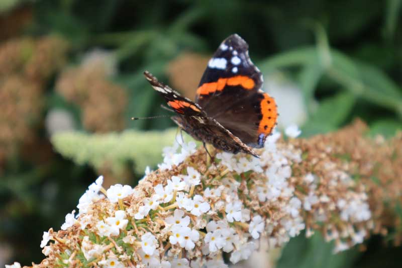 a butterfly - reformer instructor training